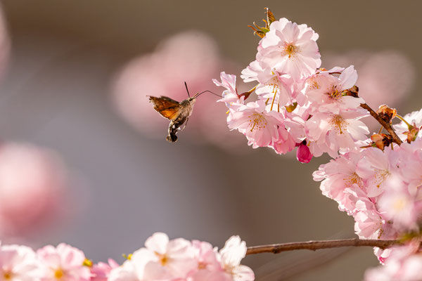 Zierkirschenblüte in Neustadt