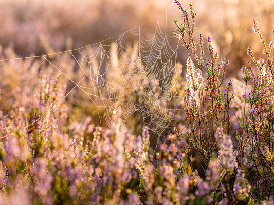 Taufeuchtes Spinnennetz in der Mehlinger Heide