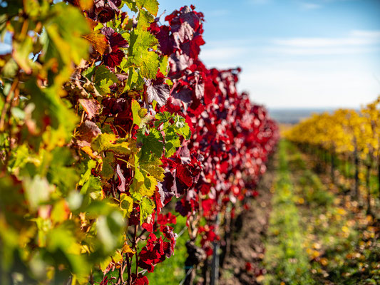 Goldener Herbst bei Sankt Martin