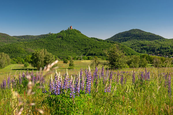 Sommerwiese bei Annweiler