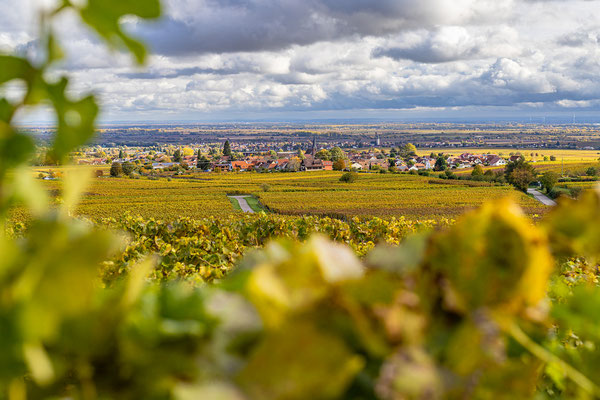 Herbststimmung in den Weinbergen bei Rhodt