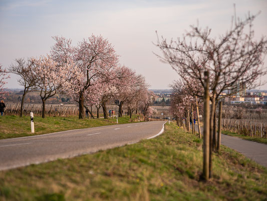 Mandelblüte in Gimmeldingen