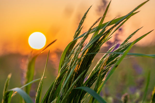 Sonnenaufgang bei Duttweiler