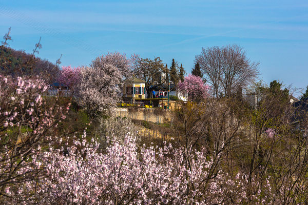 Mandelblüte in Gimmeldingen, Prinz Ludwig Pavillon