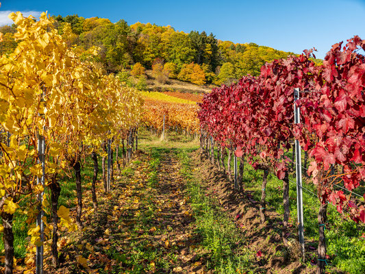 Goldener Herbst bei Sankt Martin