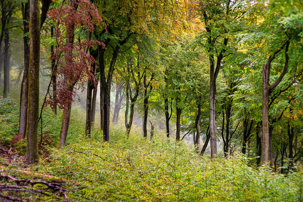 Herbststimmung in Neustadts Wäldern