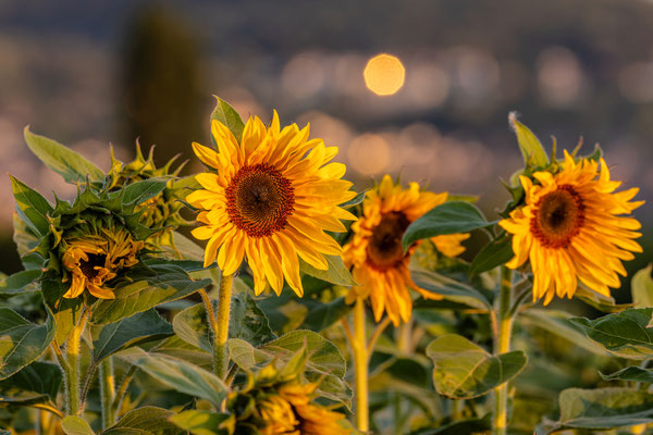 Kleines Sonnenblumenfeld bei Neustadt