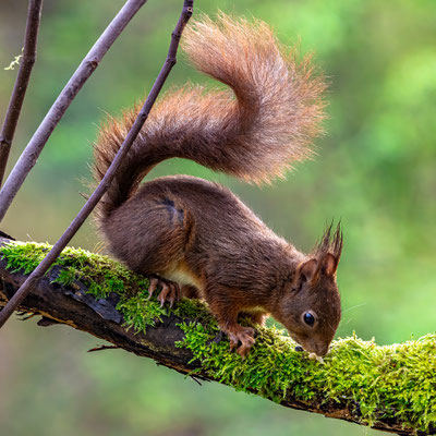 Eichhörnchen