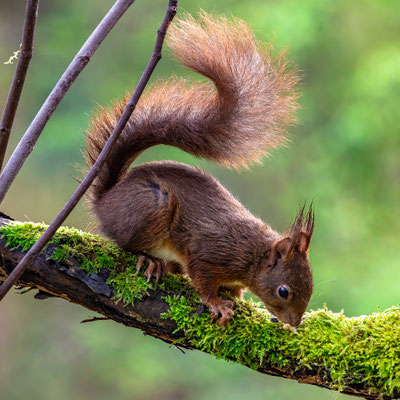 Eichhörnchen