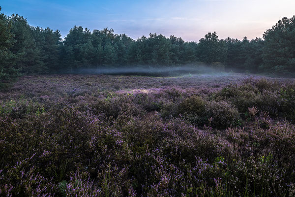 Zarter Morgendunst über der Mehlinger Heide