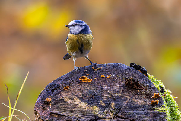Blaumeise