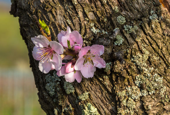 Mandelblüte in Edenkoben
