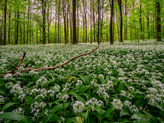 Bärlauchblüte in den Hördter Rheinauen