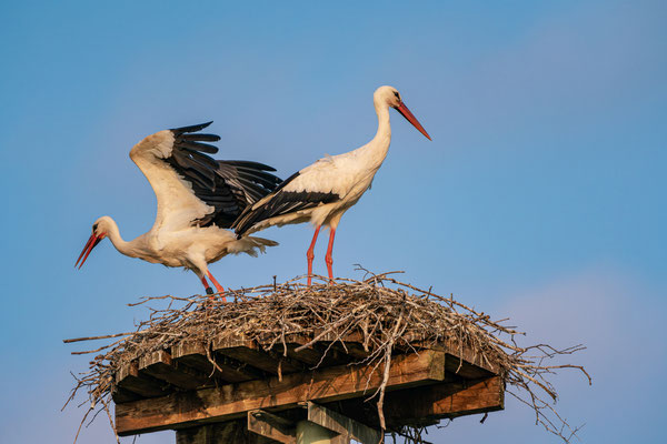 Weißstorch