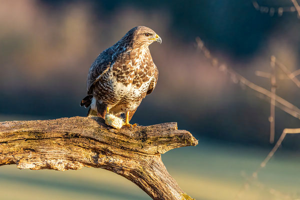 Mäusebussard
