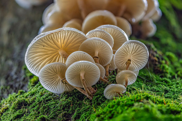 Buchenschleimrüblinge in der Nähe des Sühnekreuzes