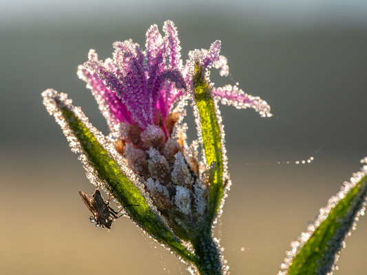 Taubenetzte Fliege auf Flockenblume