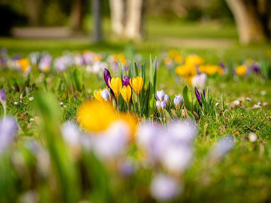 Krokusblüte im Dürkheimer Kurpark