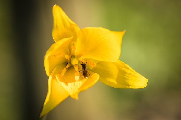 Blühende Wildtulpen bei Gau-Odernheim