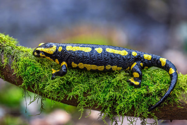 Feuersalamander