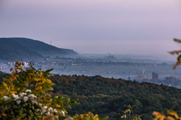 Blick auf Neustadt, Königsbach und Gimmeldingen