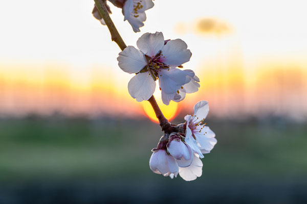 Mandelblüte bei Gimmeldingen