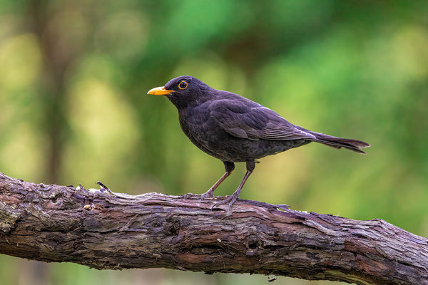 Amsel