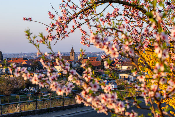 Mandelblüte bei Gimmeldingen