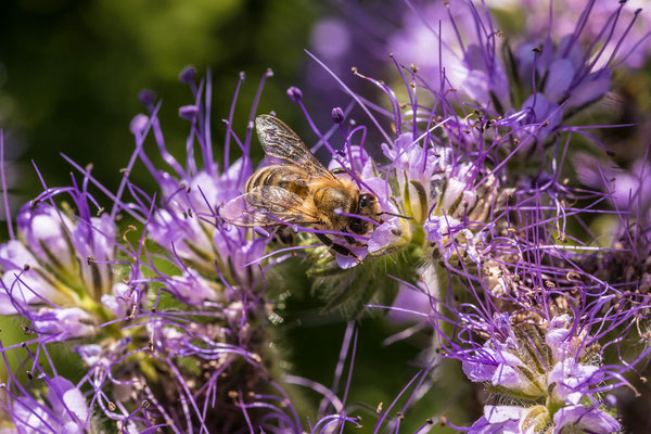 Auf einer Wildblumenwiese bei Diedesfeld