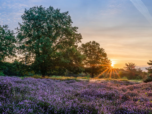 Frühherbst in der Mehlinger Heide
