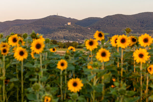 Kleines Sonnenblumenfeld bei Neustadt