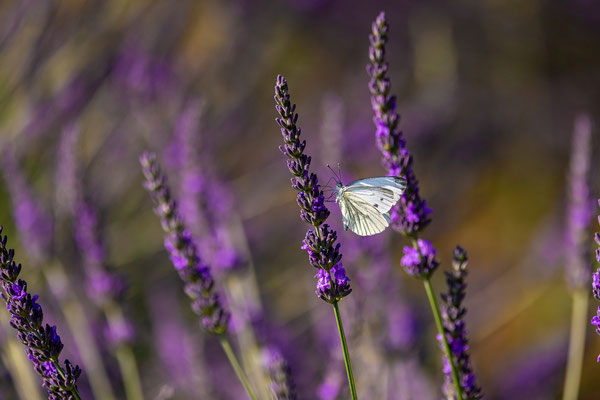 Weißling im Lavendel