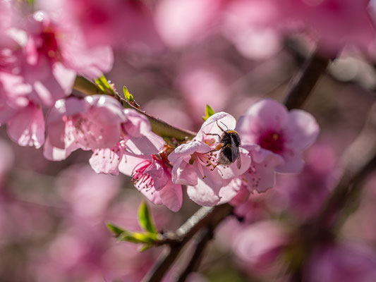 Pfirsichblüte in Neustadt