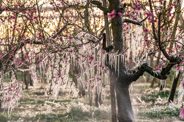 Frsotschutzberegnung bei den Pfirsichblüten