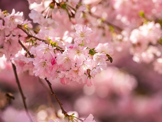 Zierkirschblüte in Neustadt