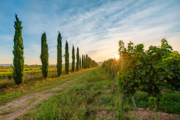 Abendstimmung in den Weinbergen bei Freinsheim