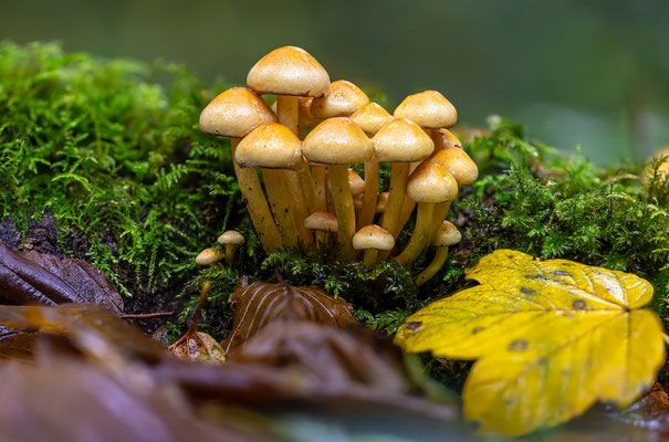 Kleine Waldpilze im Gimmeldinger Tal