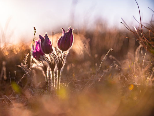 Blüte der Küchenschellen bei Falkenstein