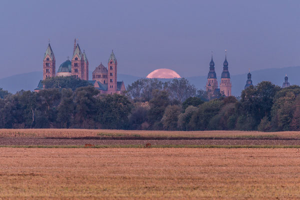 Vollmonduntergang hinter dem Speyerer Dom