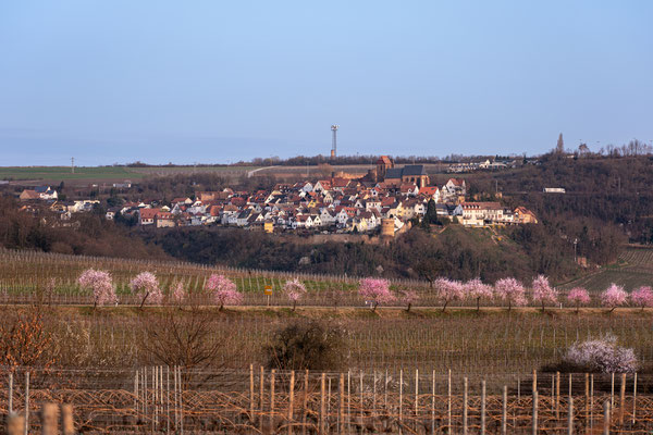 Mandelblüte bei Neuleiningen