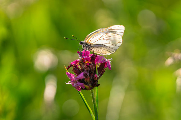 Schmetterlingswiese bei Maikammer