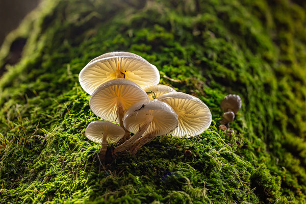 Buchenschleimrüblinge in der Nähe des Sühnekreuzes
