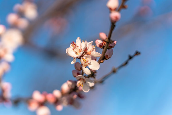 Bereits Anfang Februar: erste Mandelblüte bei Gimmeldingen