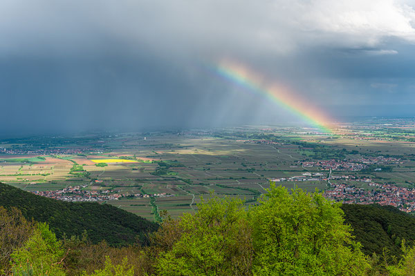 Nach dem Regen auf der Kalmit