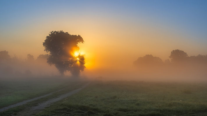 Frühnebel in Geinsheims Wiesen
