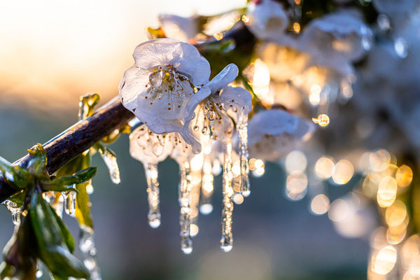 gefrorene Apfelblüten bei Neustadt