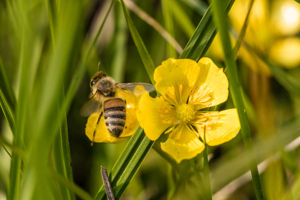 Auf einer Orchideenwiese bei Geinsheim