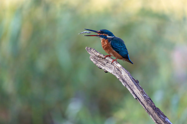 Eisvogel
