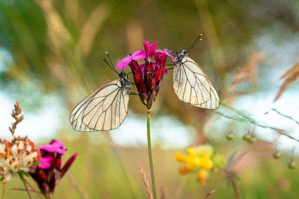 Schmetterlingswiese bei Maikammer
