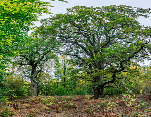 Urwald Sababurg